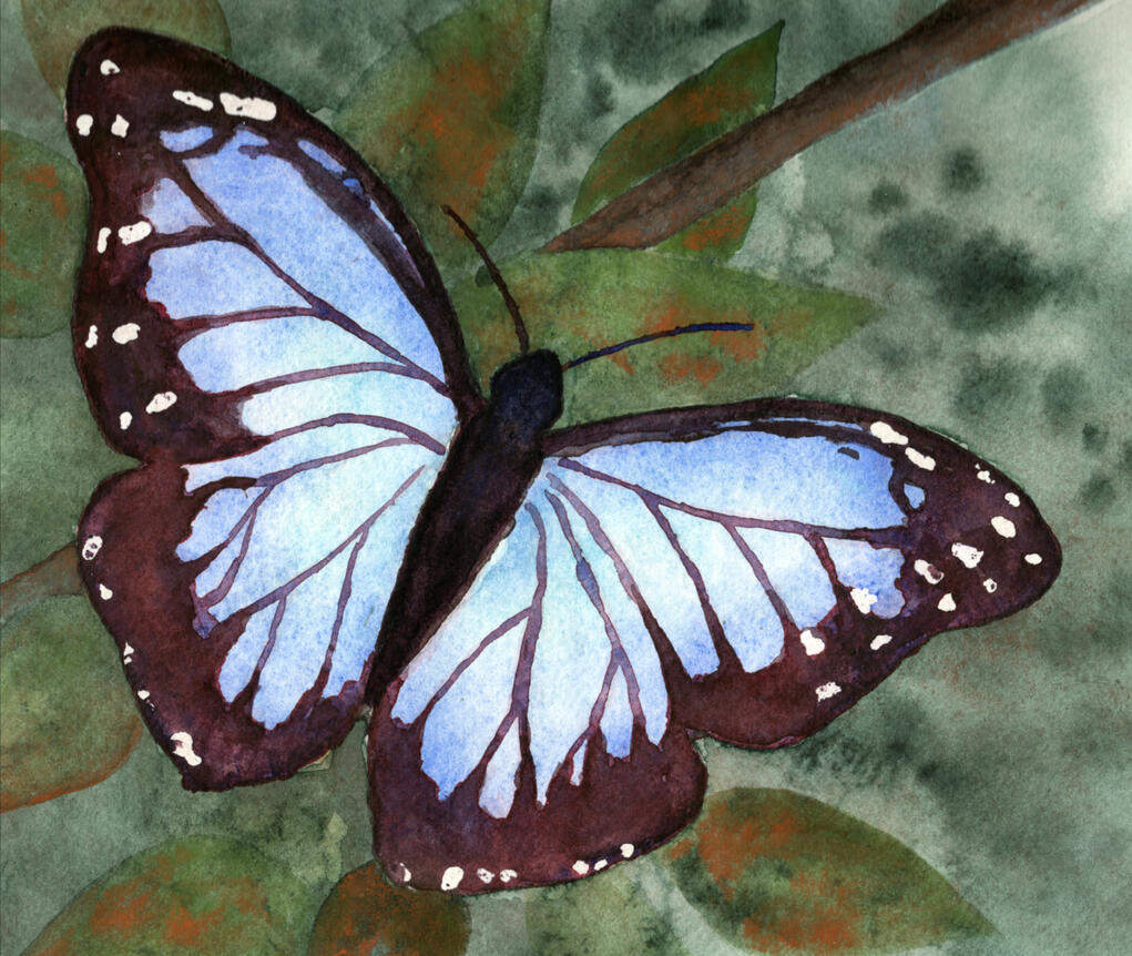Watercolor painting of a blue morpho butterfly in a semi-realistic style.